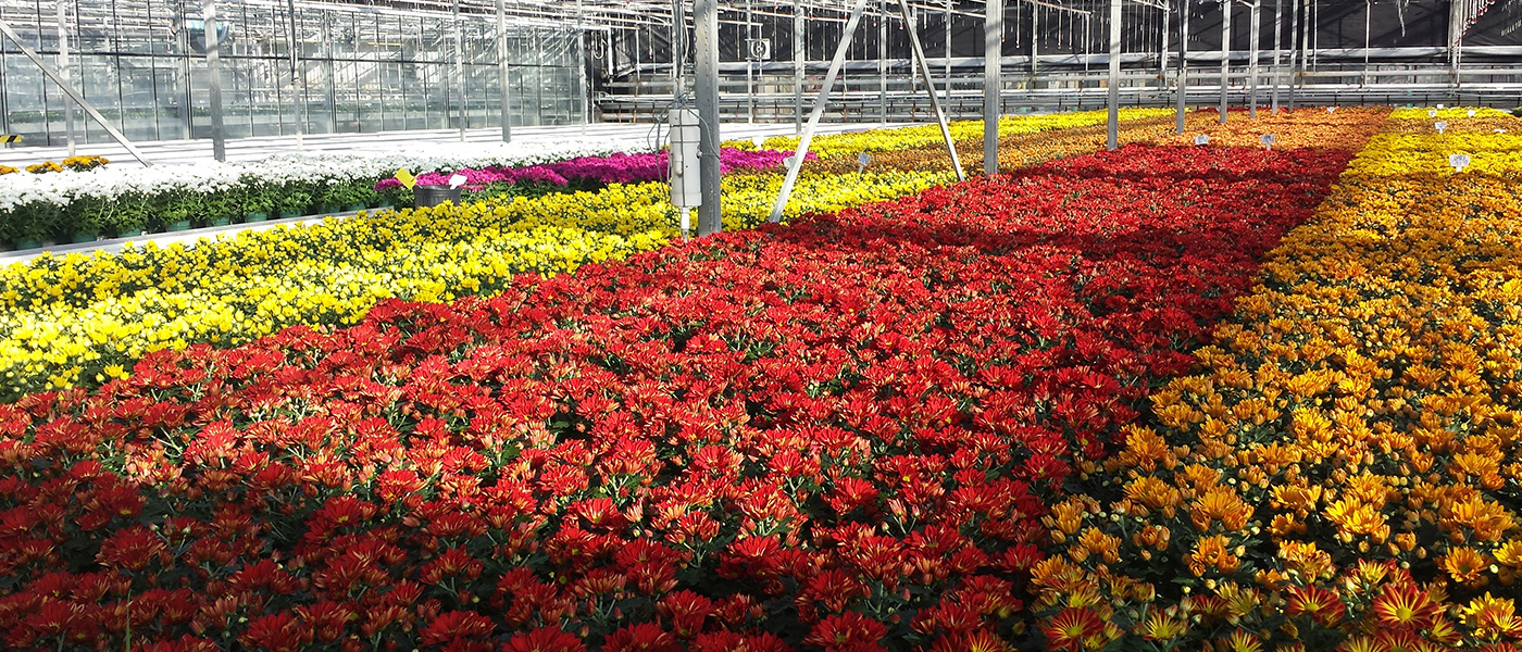 Greenhouse with Flowers