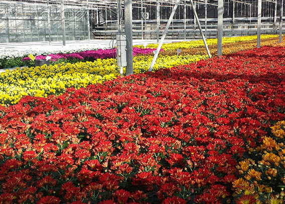 Field of flowers in greenhouse